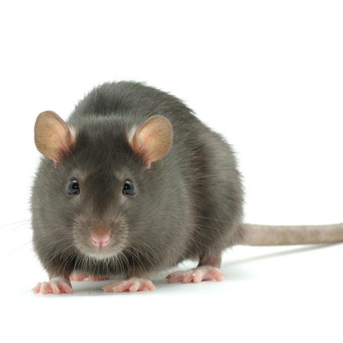 Intervention anti-nuisibles FL Hygiène 3D - traitement professionnel IDF