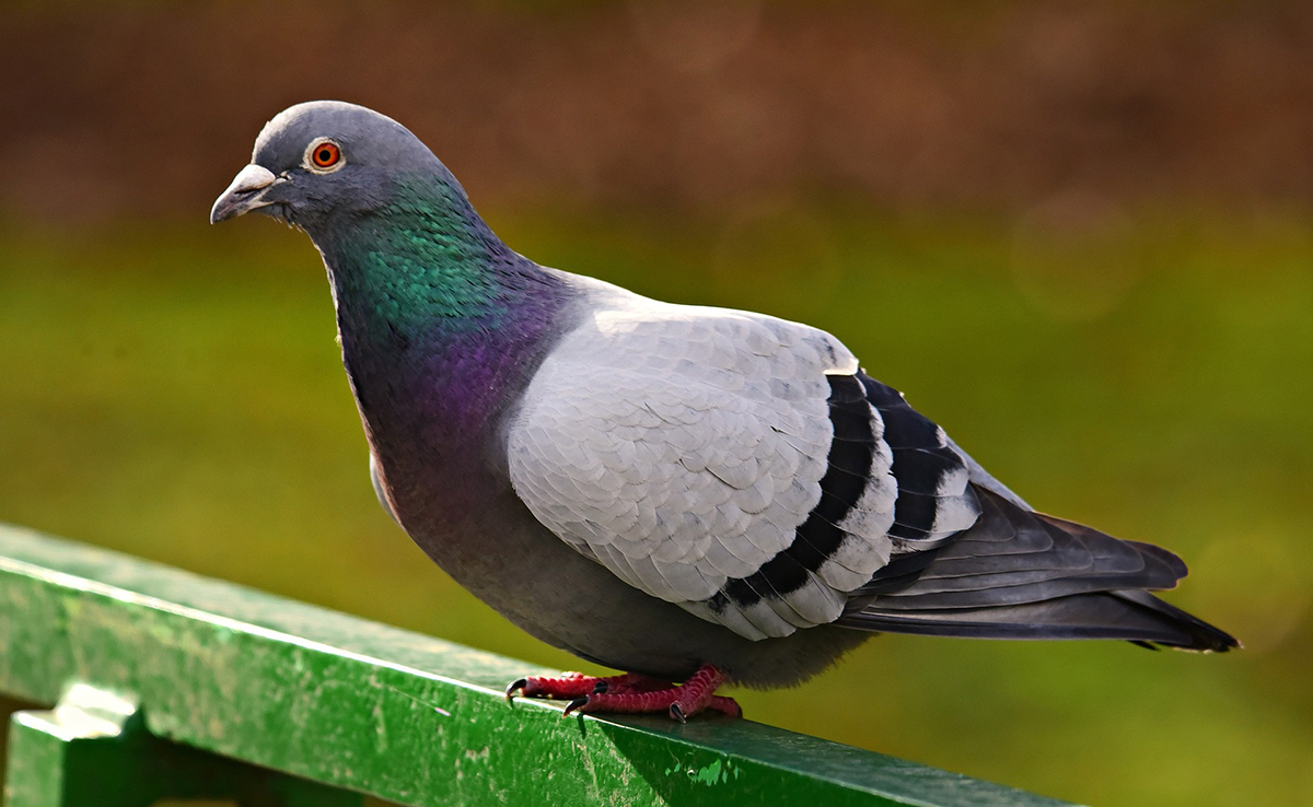 Traitement punaises de lit par vapeur sèche en Île-de-France