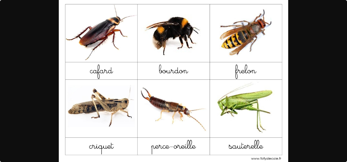 Dépigeonnisation et protection de bâtiments à Stains